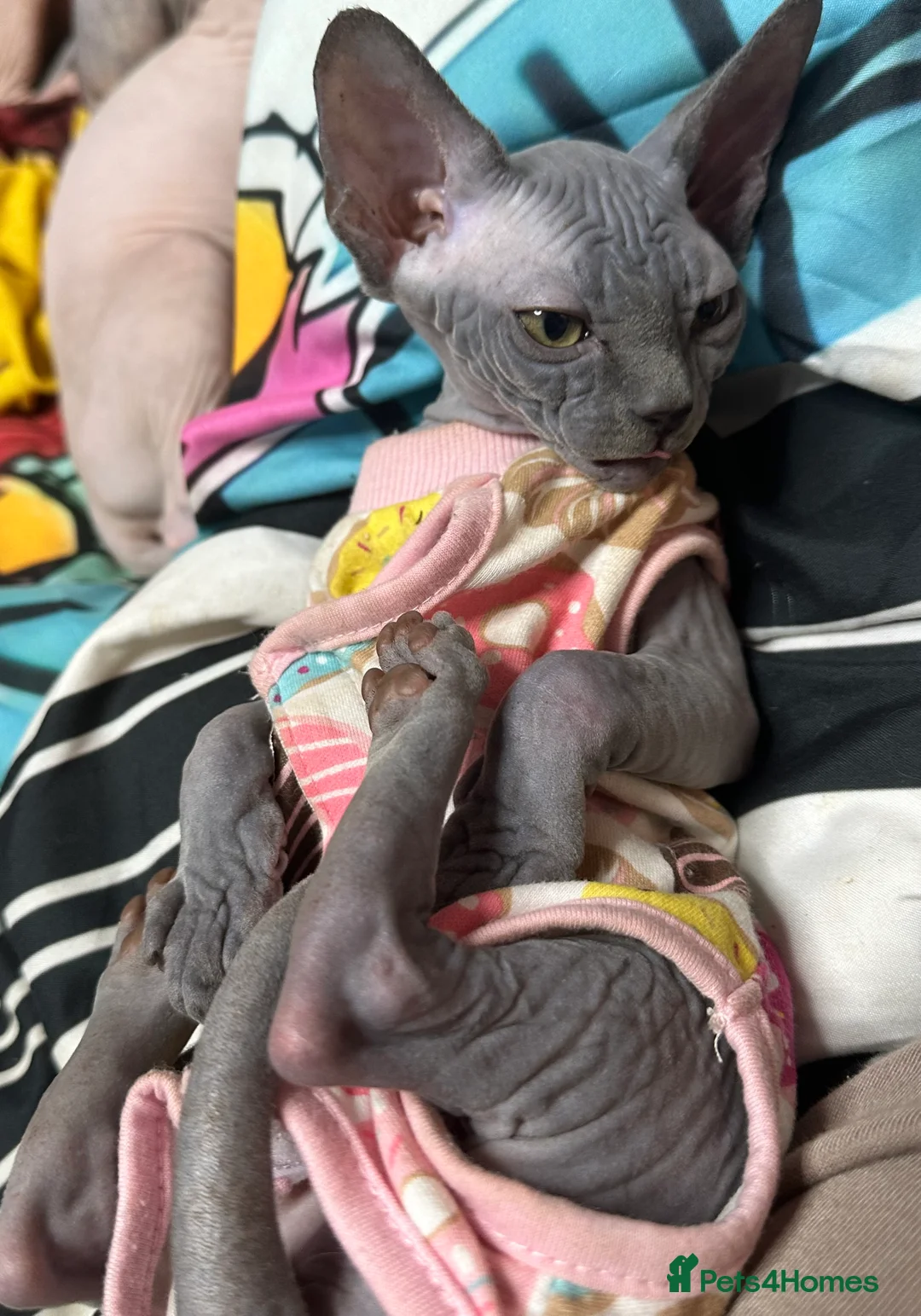 Sphynx cats for sale: LOVING SPHYNX KITTENS READY TO GO🤍 - Advert 21