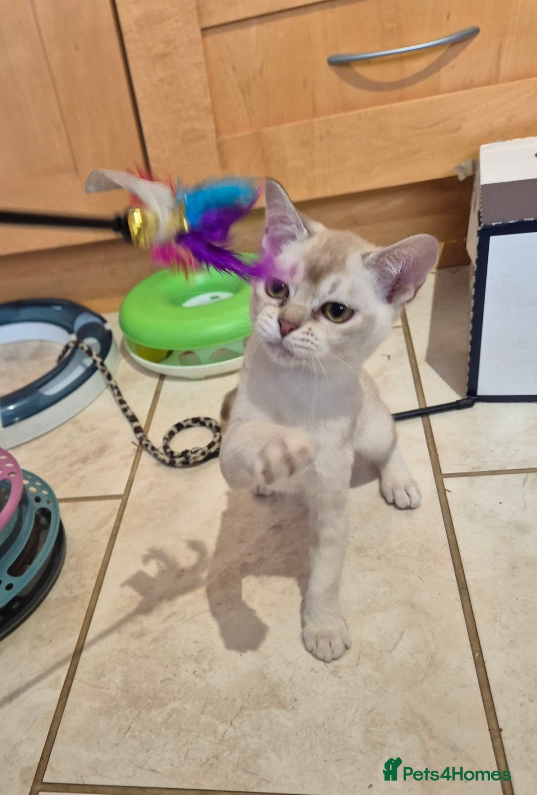 Burmilla cats for sale: Pedigree Burmilla Kittens - Advert 12