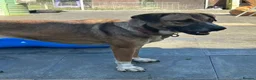 Mixed Breed dogs for adoption: Lizzie - Norwich Norfolk  - Advert 7
