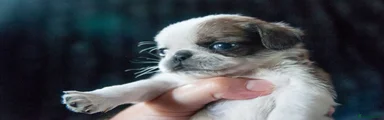 Pug 1