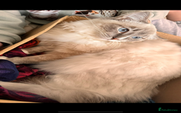 Ragdoll cats for sale: LAST ONE! Pedigree Ragdoll Kittens - REDUCED  - Image 8