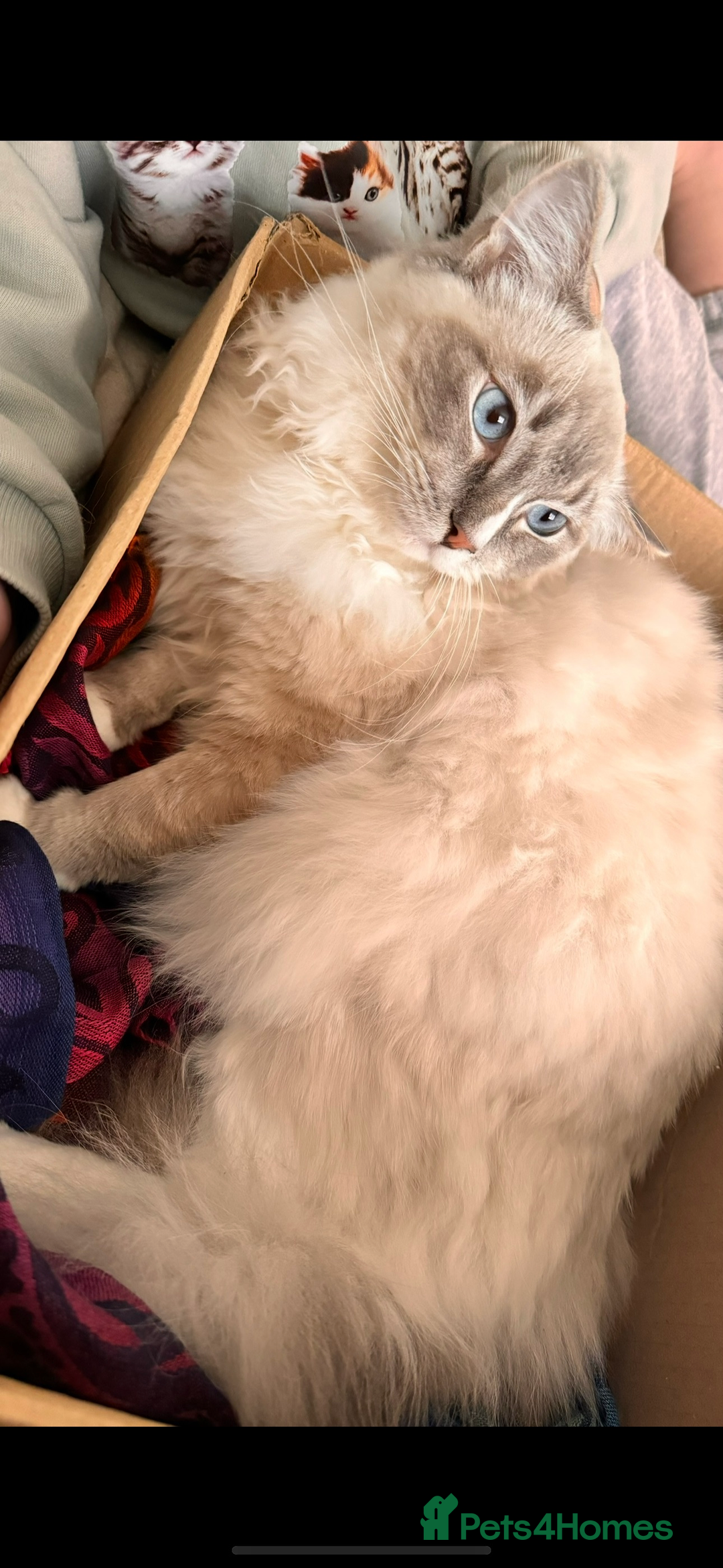 Ragdoll cats for sale: LAST ONE! Pedigree Ragdoll Kittens - REDUCED  - Image 8