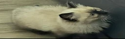Ragdoll cats for sale: 2 beautiful seal point Ragdoll Kittens  - Advert 7