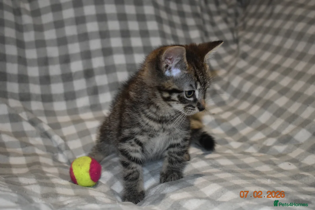 Mixed Breed cats for sale: 3 kittens for sale  - Advert 8