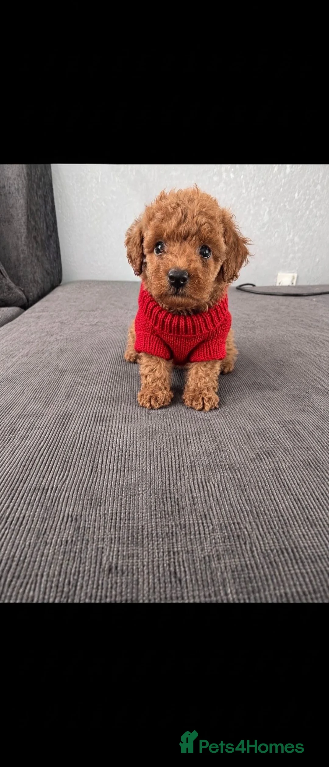 Toy Poodle dogs for sale: Kc red toy poodle  - Advert 2