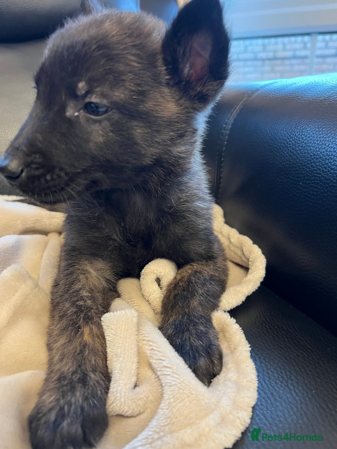 Belgian Shepherd Dog dogs for sale: Dutch herders  - Advert 7