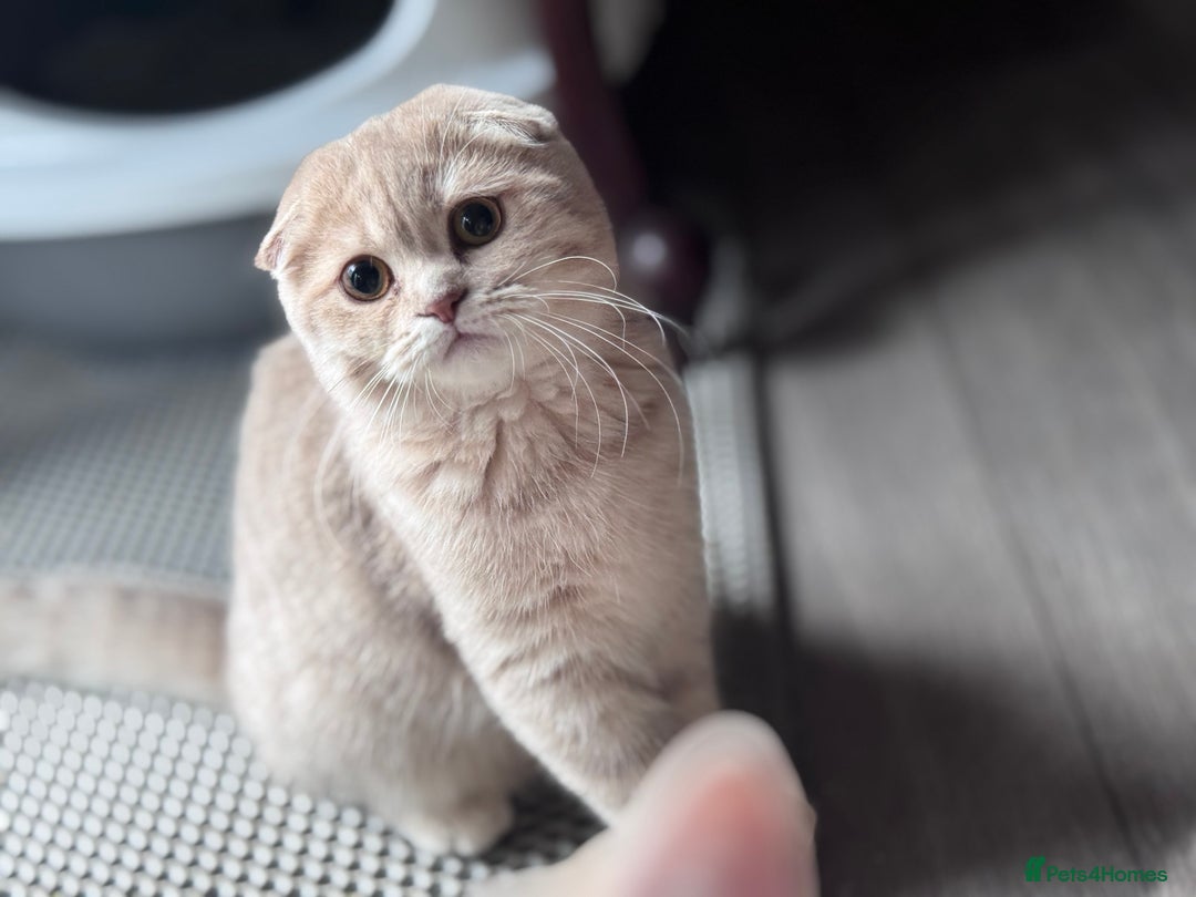 Scottish Fold cats for sale: Scottish fold and Scottish straight Tica pedigree  in Croydon - Image 3