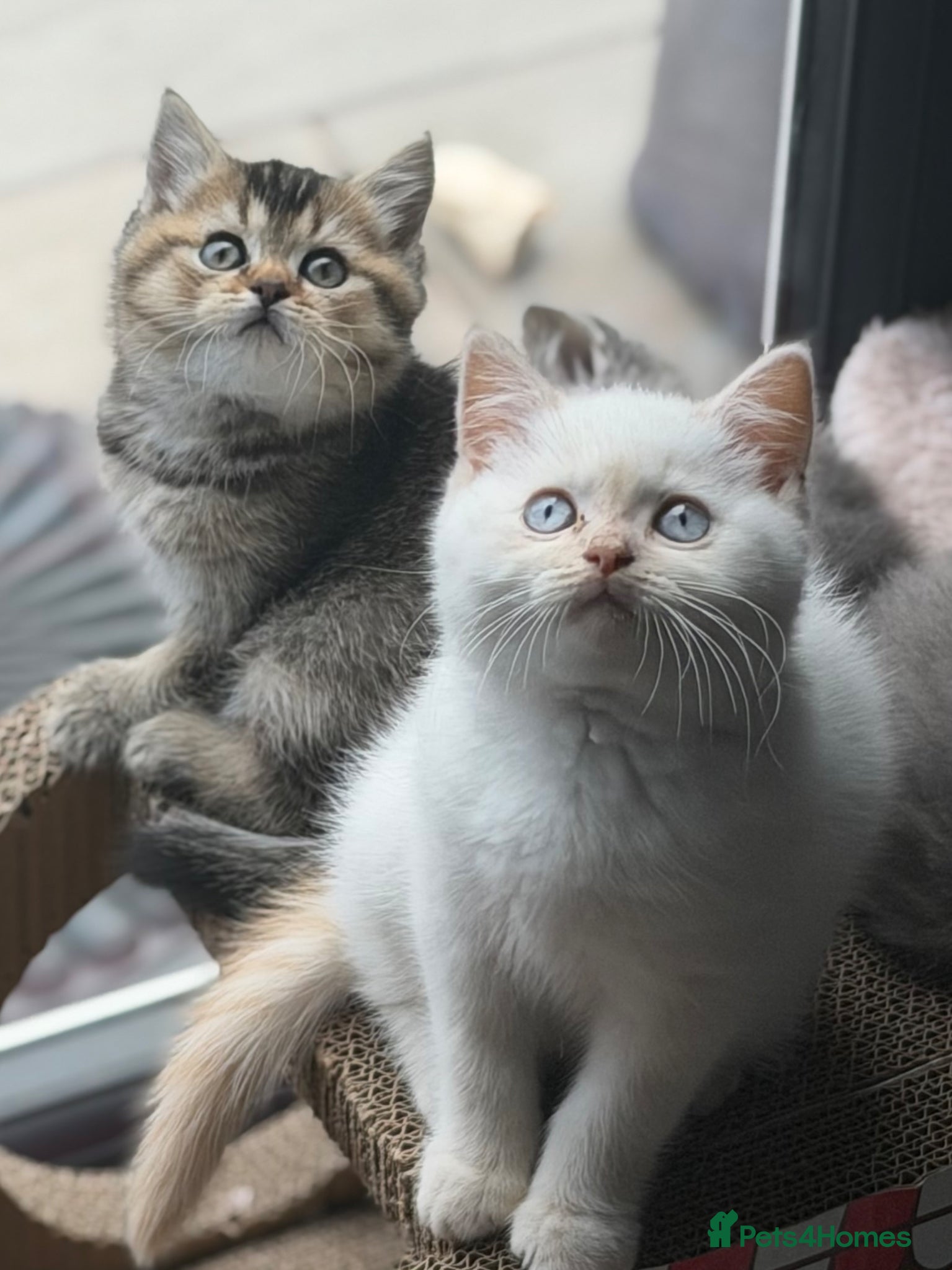 British Shorthair cats British shorthair kittens ❤️ - Advert 1