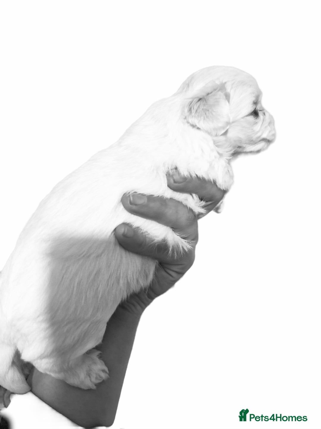 Maltese dogs for sale: Maltese baby newborns  🐶 💖  - Advert 3