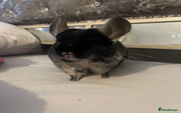 Chinchilla rodents for sale: Female black velvet chinchilla - Image 7