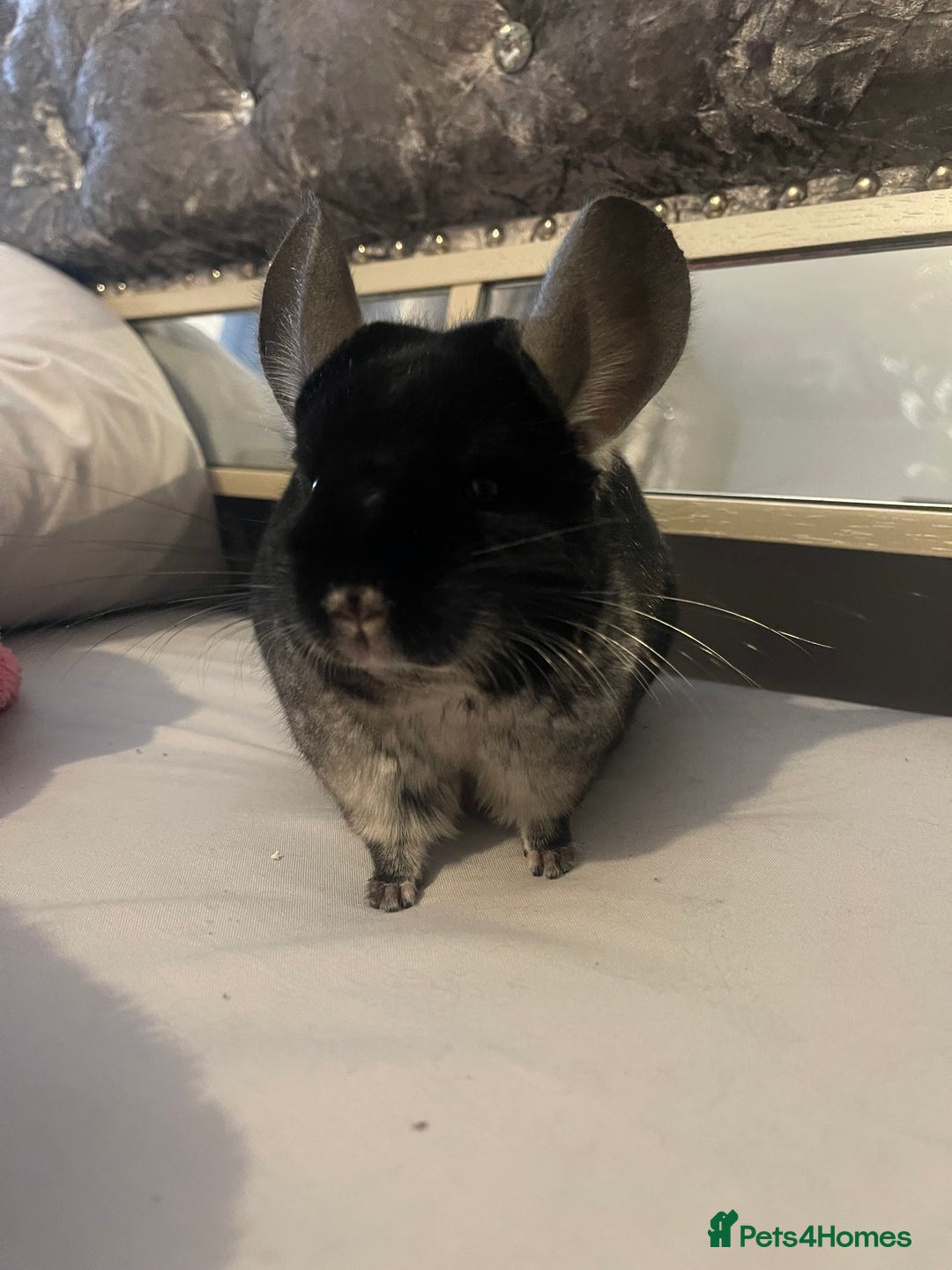 Chinchilla rodents for sale: Female black velvet chinchilla - Image 7