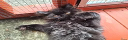 Mixed Breed cats for sale: Beautiful Black Ragdoll x Persian Kitten Ready Now - Advert 9