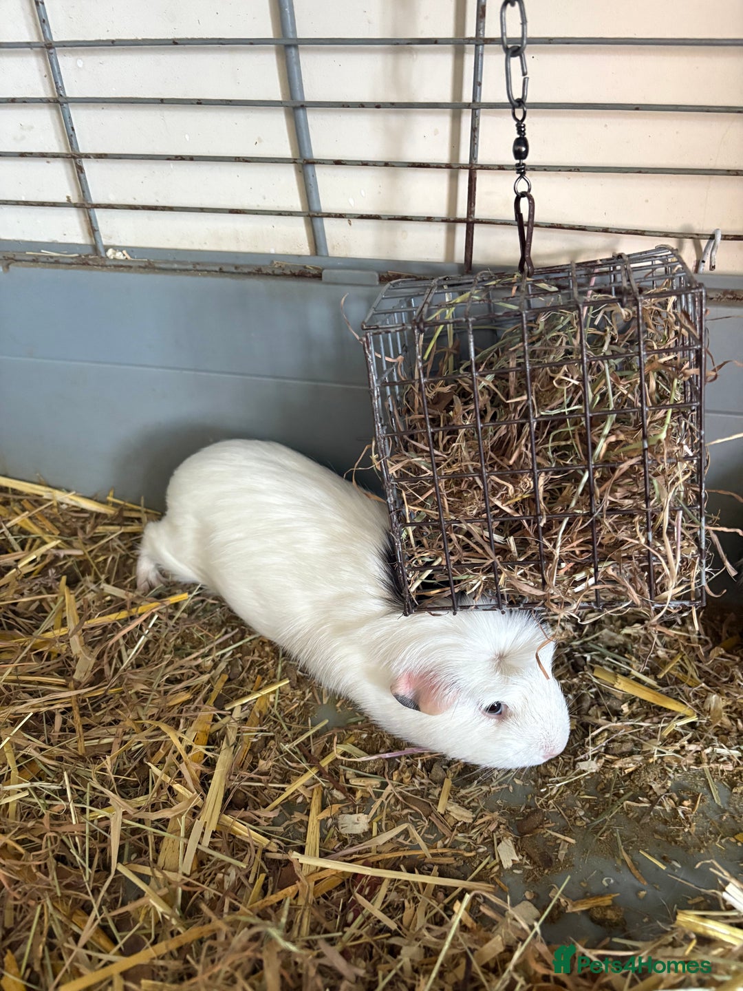 Guinea Pig rodents for sale: Male and female guinea pigs for sale  - Image 3