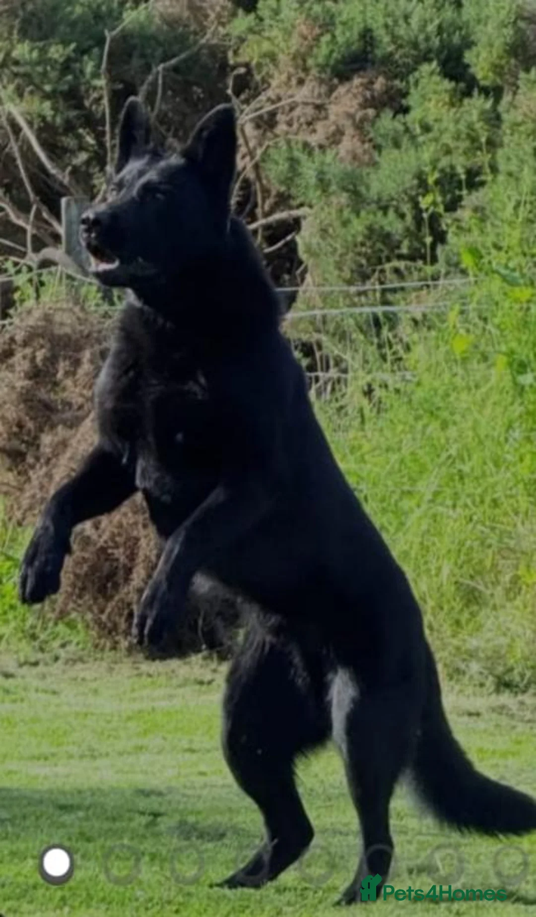 German Shepherd dogs for sale: Working German shepherd puppies  in Huddersfield - Advert 2