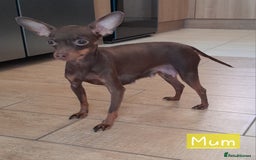 Russian Toy Terrier dogs for sale: Pure blood Russian Toy smooth and long haired - Image 18