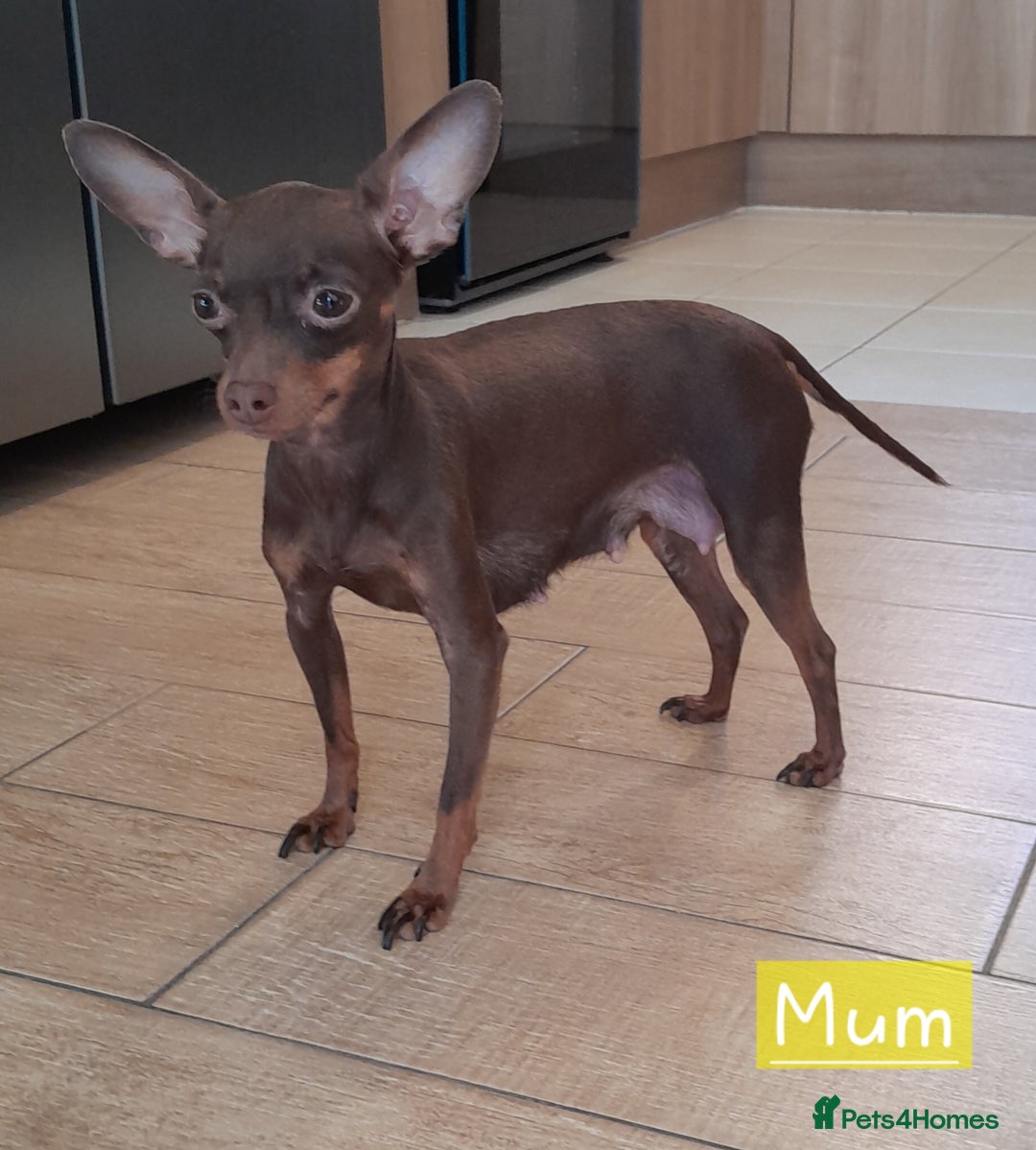 Russian Toy Terrier dogs for sale: Pure blood Russian Toy smooth and long haired - Image 18