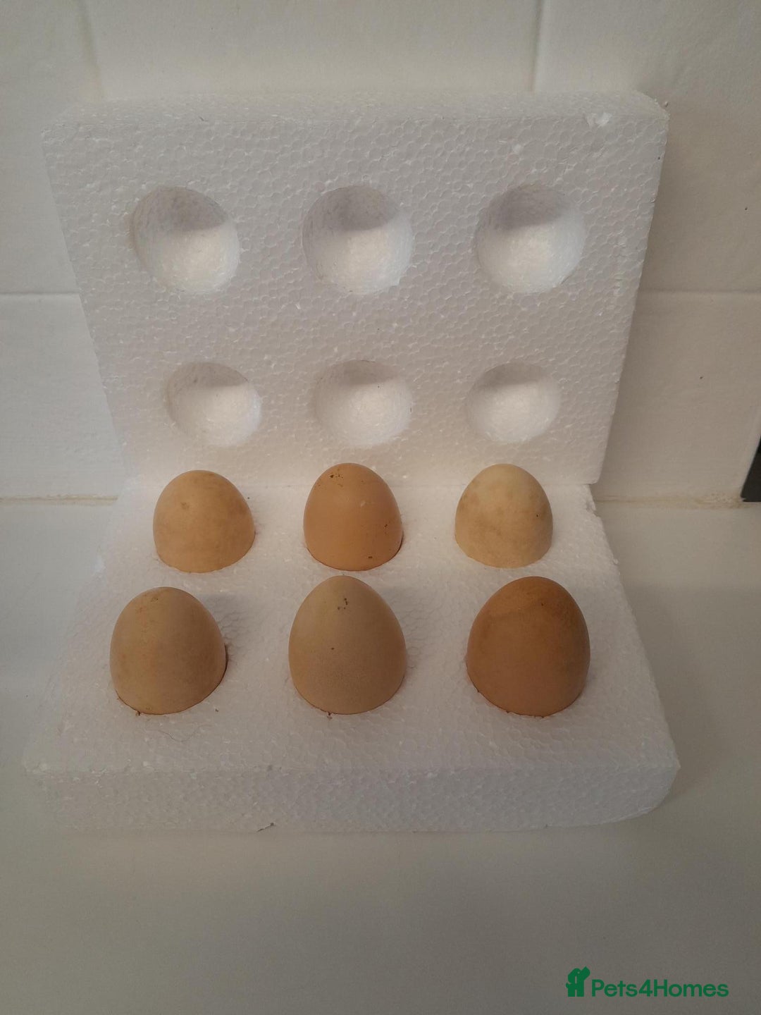 Chickens poultry for sale: Bantam Silkie H@tching Eggs Collection/Posted - Advert 1