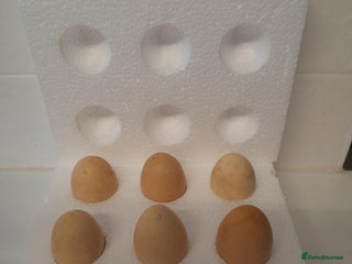 Chickens poultry Bantam Silkie H@tching Eggs Collection/Posted - Advert 1