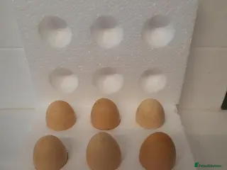 Chickens poultry Bantam Silkie H@tching Eggs Collection/Posted - Advert 20