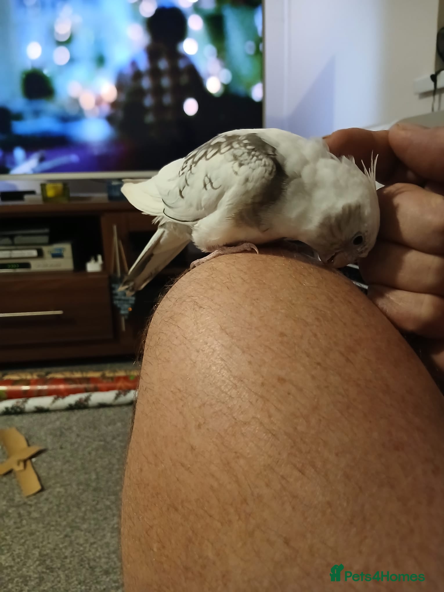 Cockatoo birds Male Cockatoo  - Advert 1