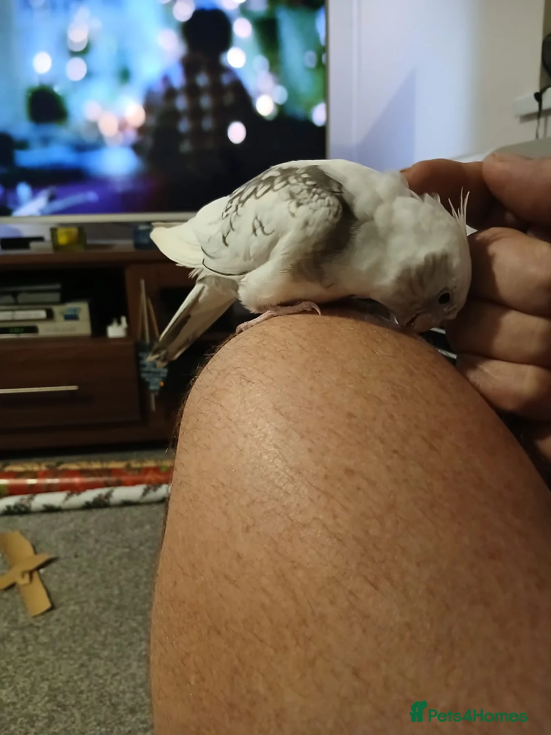 Cockatoo birds for sale: Male Cockatoo  in Rochester - Advert 1