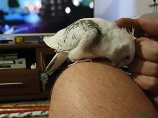 Cockatoo birds Male Cockatoo - Advert 1