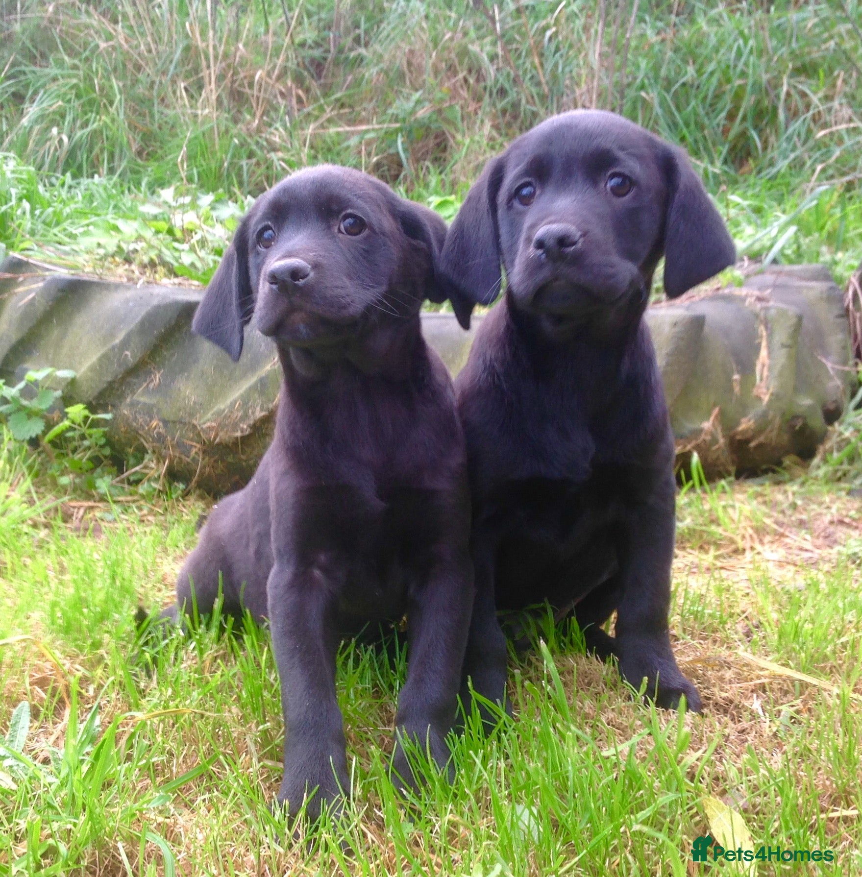 Labrador Retriever dogs Beautiful Litter of Labrador Puppies - Advert 1