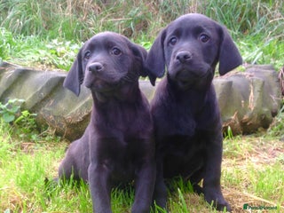 Labrador Retriever dogs Beautiful Litter of Labrador Puppies - Advert 1