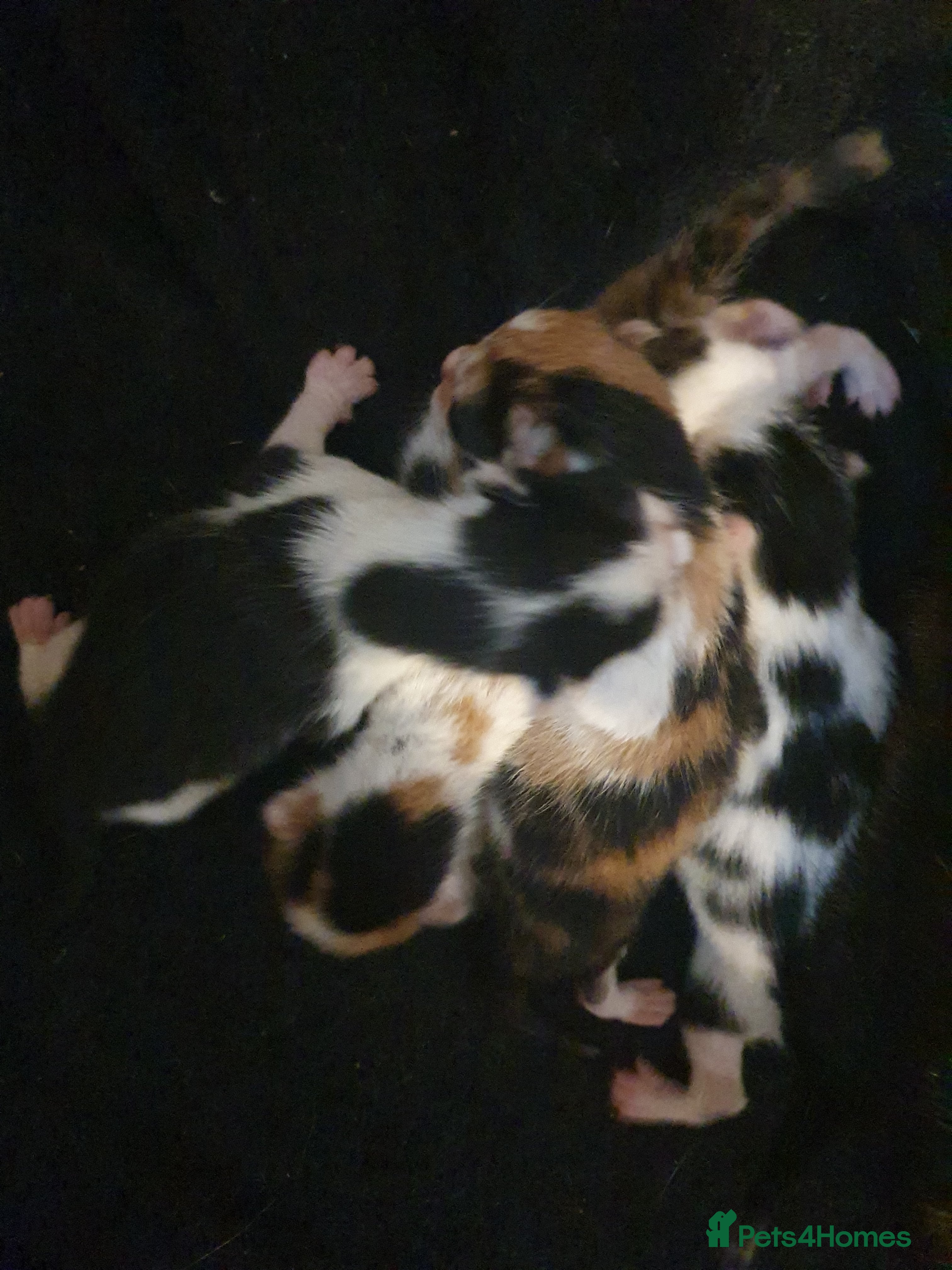 Mixed Breed cats Kittens - Advert 10