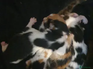 Mixed Breed cats Kittens - Advert 1