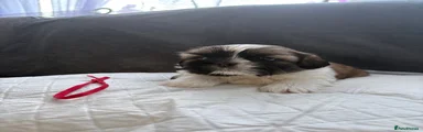 Shih Tzu 3