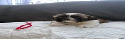 Shih Tzu dogs for sale: Shih Tzu  in Glasgow - Advert 11