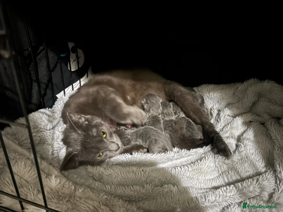 Mixed Breed cats for sale:  British Shorthair X kittens - Advert 2