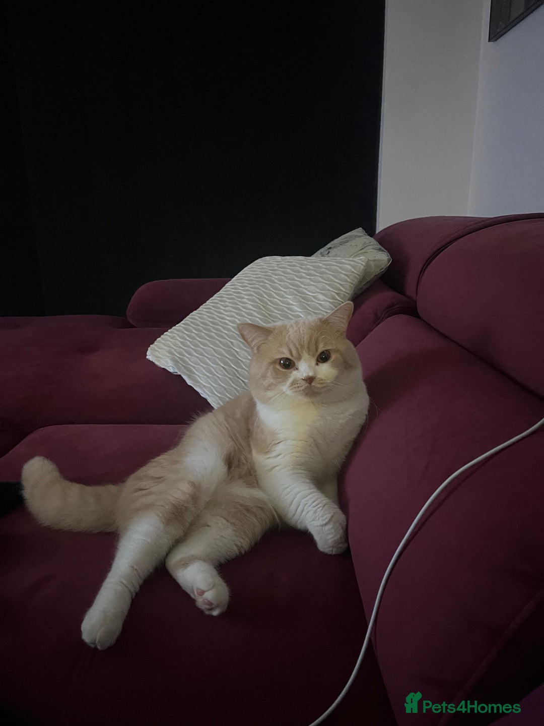 British Shorthair cats for stud: BSH Male for stud  - Advert 5