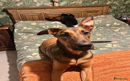 Mixed Breed dogs for sale: Friendly girl - Image 3
