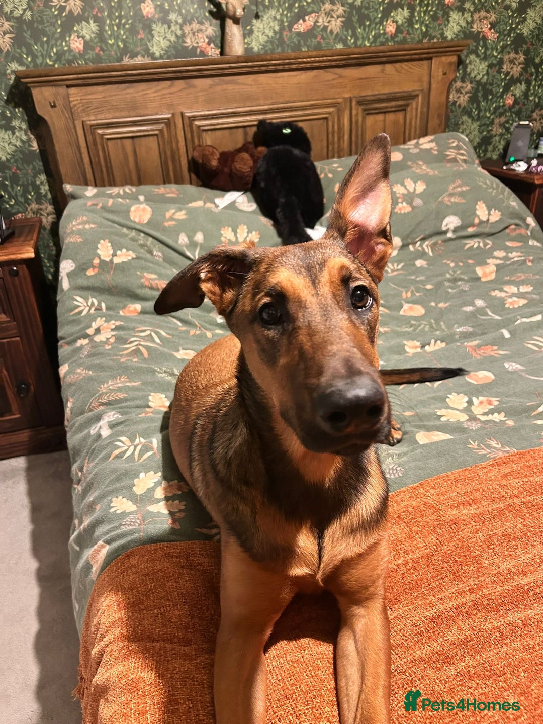 Mixed Breed dogs for sale: Friendly girl - Image 3