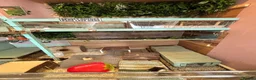Guinea Pig rodents for sale: Guinea pig boarding in Herne bay - Advert 3