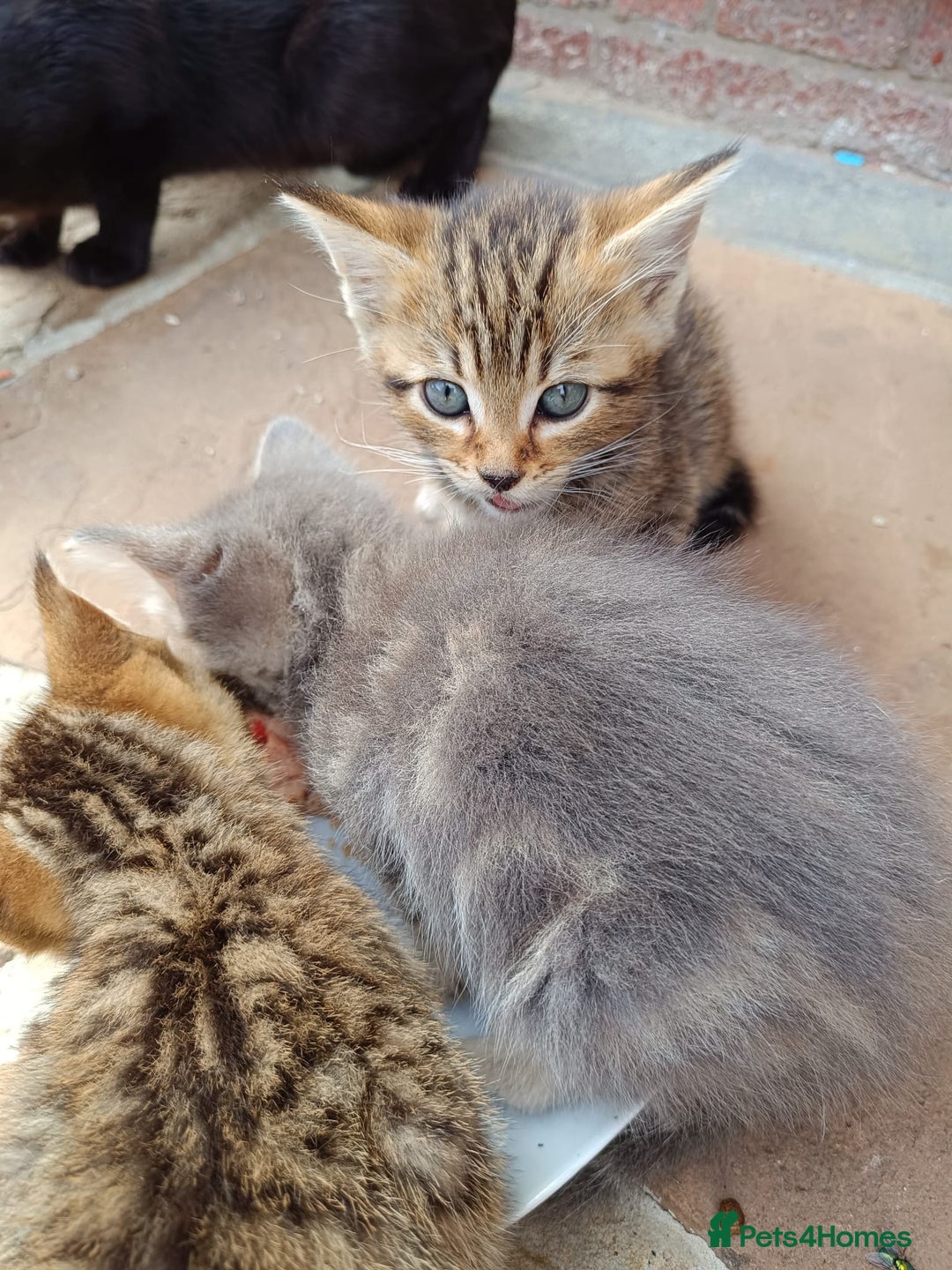 Mixed Breed cats for sale: Adorable kitties ready to go.  - Image 12