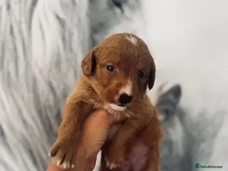 Labradoodle dogs Mini labradoodle excessively health tested. F1 - Advert 2
