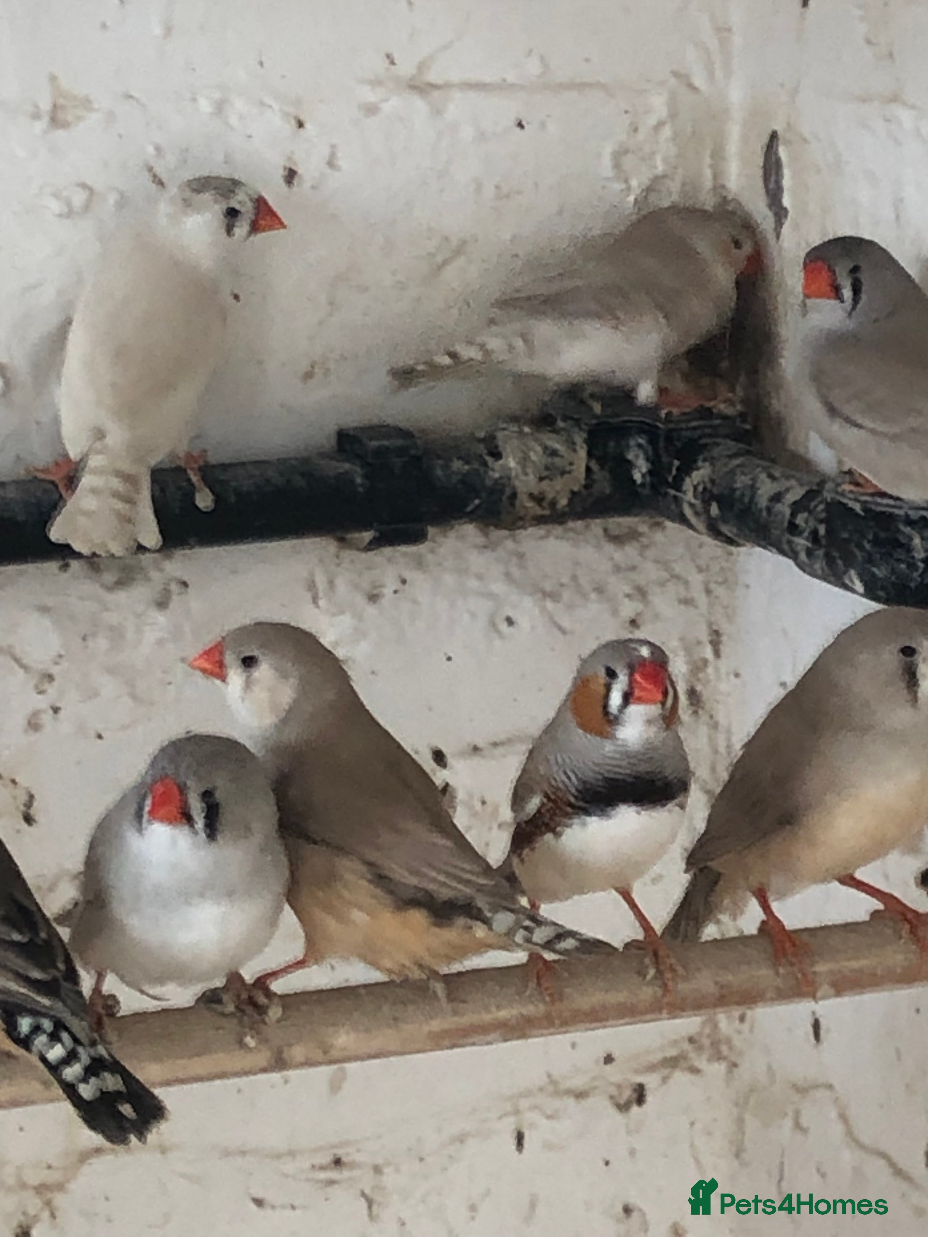 Finches birds Zebra finches  - Advert 5