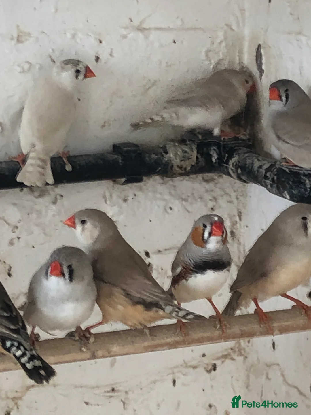 Finches birds for sale: Zebra finches  - Advert 1