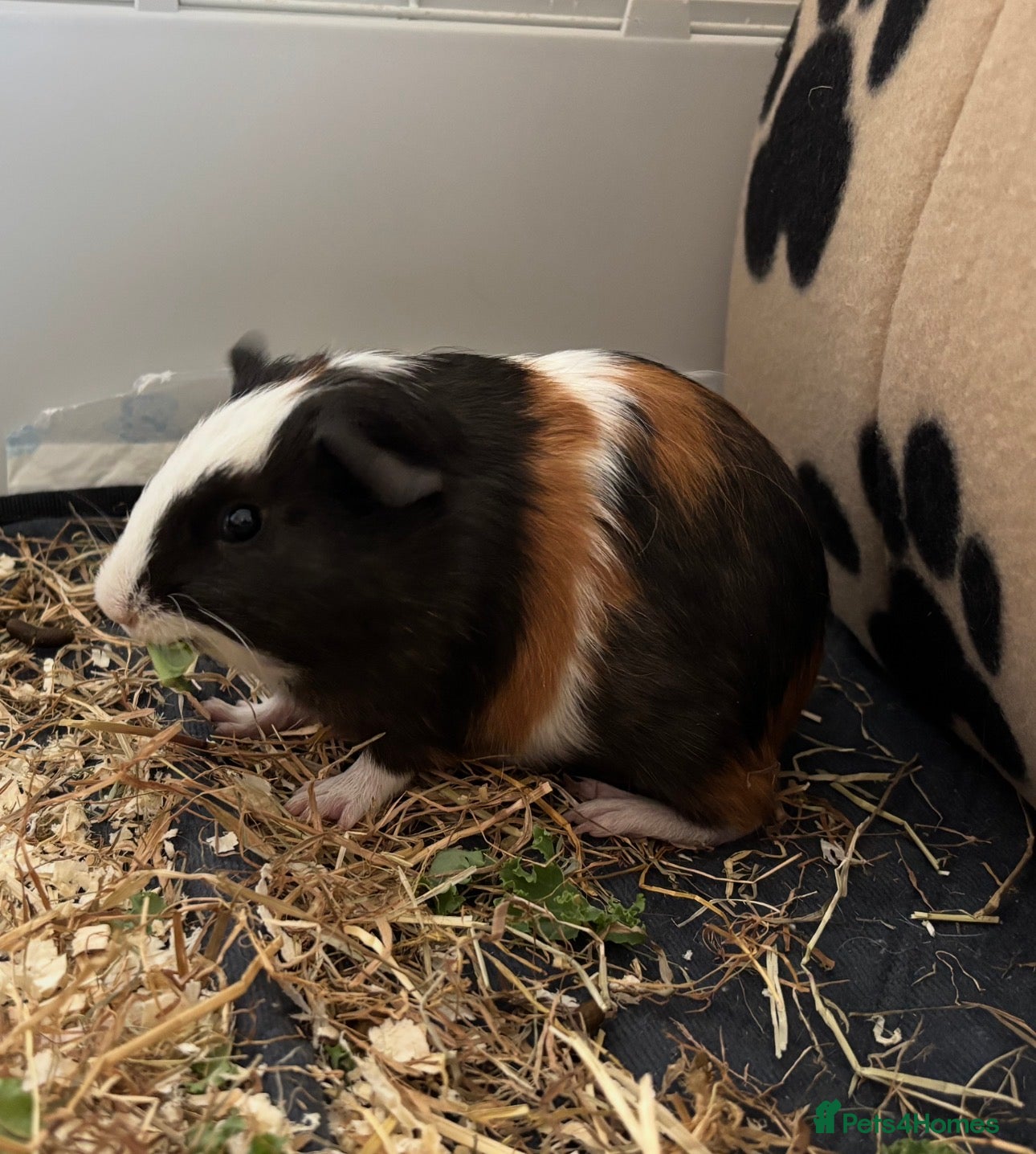 Guinea Pig rodents Two lovely Male bonded guinea pigs🐹🩵 - Advert 2