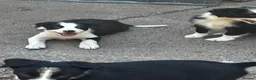 Border Collie dogs for sale: Isds reg border collie pups in Llangadog - Advert 3