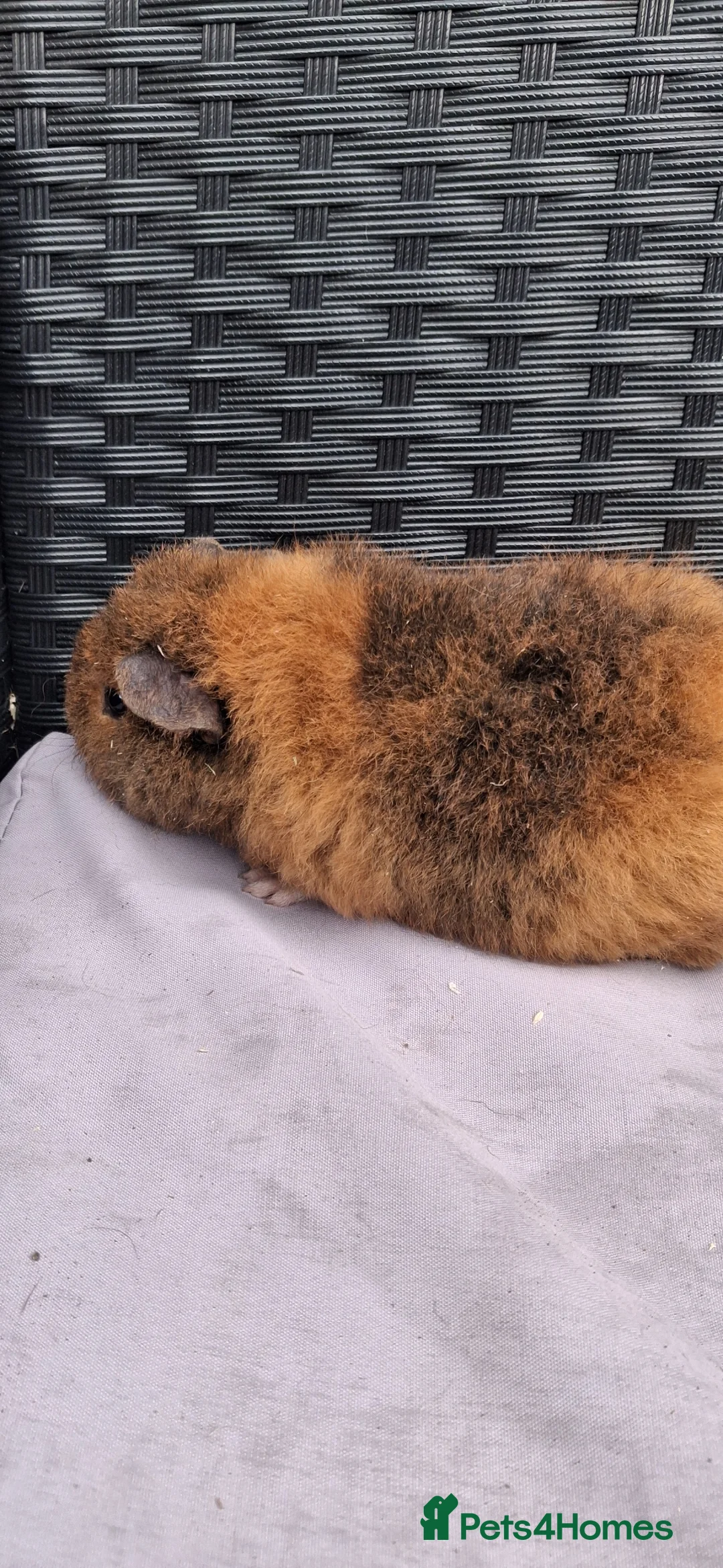 Guinea Pig rodents for sale: 5 baby boy guinea pigs  - Advert 15