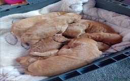 Cavapoo dogs for sale: F2 pups, parents are both f1 cavapoos - Image 2