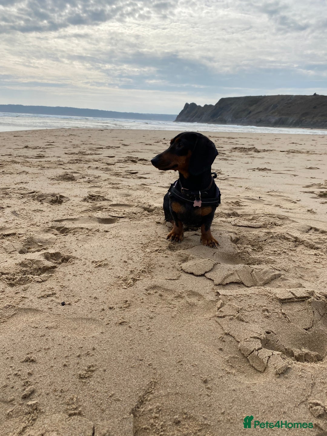 Miniature Dachshund dogs for sale: Miniature Black and Tan Dapple Dachshunds - Image 6