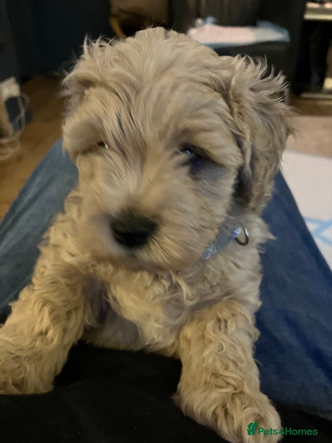 Schnoodle dogs for sale: Schnoodle puppies 3 available from a litter of 5 - Advert 5