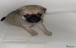 Pug dogs for sale: Pug Puppies  - Image 34