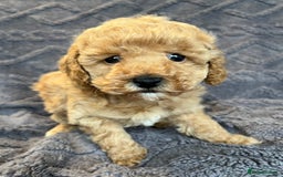 Miniature Poodle dogs for sale: Miniature Poodle Puppies Available.  - Image 11
