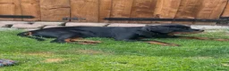 Mixed Breed dogs for sale: Rottie  in Pontefract - Advert 1